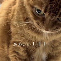 「かわいい！！！」のテロップ写真