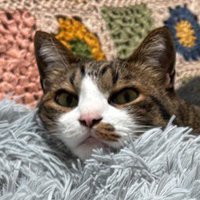 眠そうに飼い主を見つめる猫