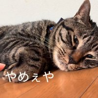 前足を引っ込める猫
