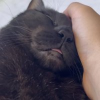 顔を撫でられて眠る猫の写真2