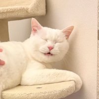 おしりを向ける猫