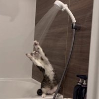シャワーで遊んでいる猫