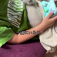 男の子のおなかにのる子猫
