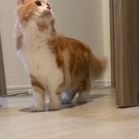 見上げる猫