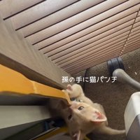 孫の手を見て狙いを定める子猫