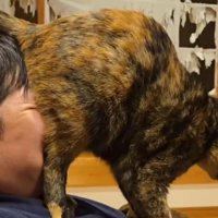 飼い主の顔におしりを押しつける猫