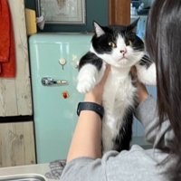 捕まって持ち上げられる猫