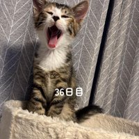 あくびをする子猫