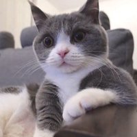 ひじ掛けに手を乗せてリラックスの猫