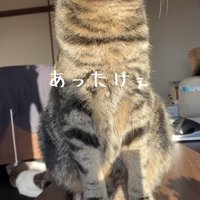 日向ぼっこをするキジトラ猫
