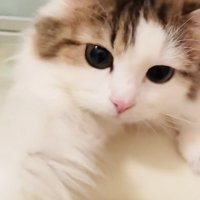 入浴中の飼い主さんのほうに手を伸ばすミヌエット