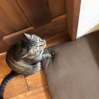 階段の下で座る猫