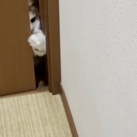 ドアを開けようとする猫