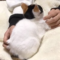 毛布の上に座る子猫の後ろ姿