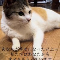 横を向く猫