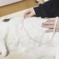 メジャーでウエストをはかられている猫