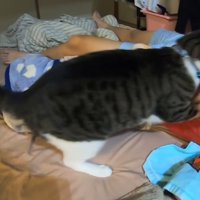 飛び掛かる猫