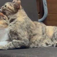 三毛猫を舐めるサビ猫