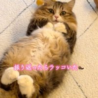 直視する猫