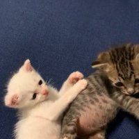 こゆきちゃんがこむぎくんに前足を伸ばしている様子