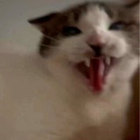 威嚇する猫の顔