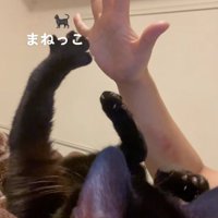 パーにした飼い主の手のすぐ近くで手をパーにしている猫