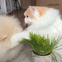 顔にパンチ