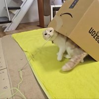 顔が棒に当たるじゅんちゃん