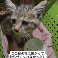 キャリーの中にいる子猫