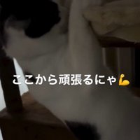 ハンモックに掴まっている猫