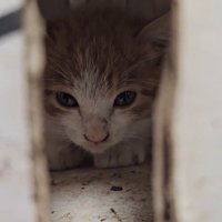 箱の中にいる子猫