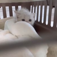 キャリーの隅にいる子猫