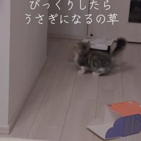 箱のにおいを嗅ぐ猫