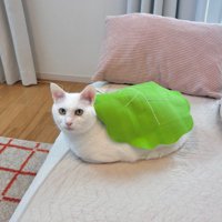 緑の布をまとった猫