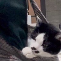 おんぶされる猫のアップ