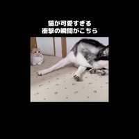 はっちゃんを見るじゅんちゃん