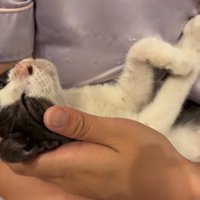 腕の中で眠る子猫