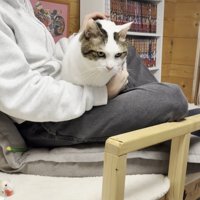 お膝の上に乗る猫ちゃん