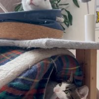 上を見て威嚇する猫