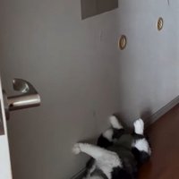 廊下で仰向けになり前足をなめる猫