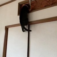 欄間に飛び乗る猫