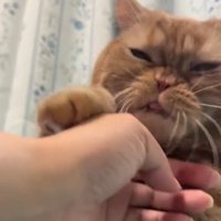 険しい表情で飼い主の手に前足を置く茶トラ猫