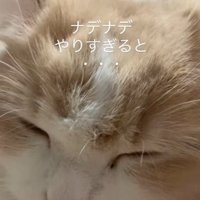 目を瞑る猫