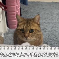 近づいてきたみにらくん