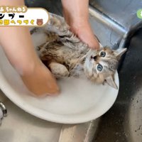 仰向けのキジトラ子猫