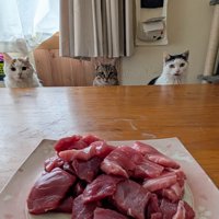 マグロの前に並ぶ猫