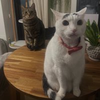 テーブルの上に乗っている2匹の猫