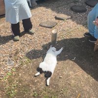日向ぼっこする猫3