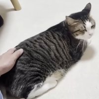 撫でられる猫