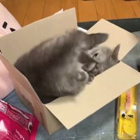 箱に仰向けで入る猫